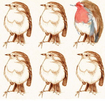 Canvas Print Robin