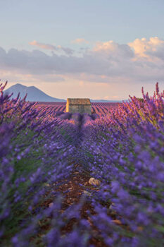Canvas Print Small cabin in a lavender field during sunrise.