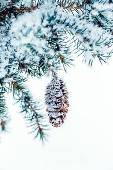 Canvas Print Snow covered Frosty Ice Close-up Pine