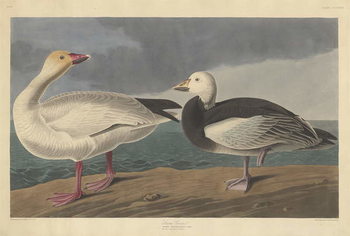 Canvas Print Snow goose, 1837