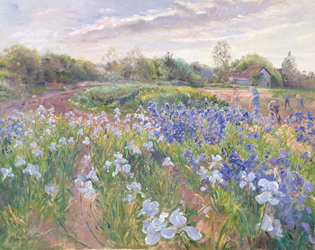 Canvas Print Sunsparkle on Irises, 1996