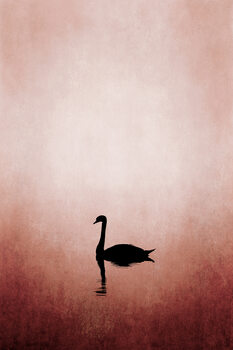 Canvas Print Swan Lake