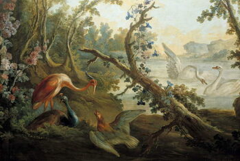 Canvas Print Swans and peacocks