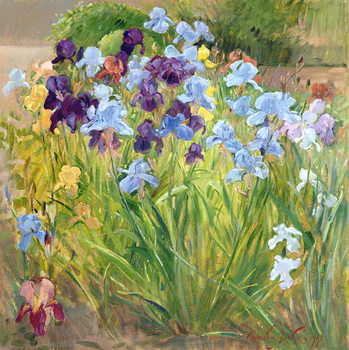 Canvas Print The Iris Bed, Bedfield, 1996