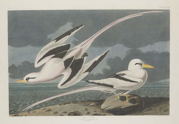 Canvas Print Tropic Bird, 1835