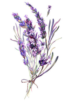 Canvas Print Watercolor Illustration of Lavender Bouquet