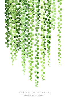 Canvas Print Watercolor string of pearls illustration