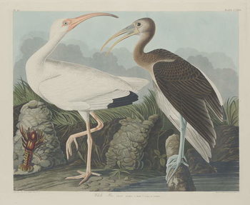 Canvas Print White Ibis, 1834