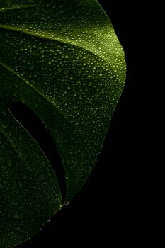 Canvas Print young monstera leaf in droplets of water