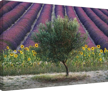 David Clapp - Olive Tree in Provence, France Canvas Print