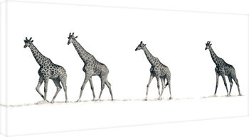 Mario Moreno - The Giraffes Canvas Print