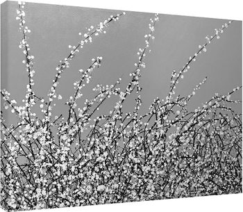 Simon Fairless - Early Blossom Canvas Print
