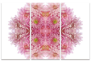 Canvas-taulu Alyson Fennell - Pink Chrysanthemum Explosion