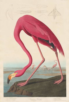 Canvas-taulu American Flamingo, 1838