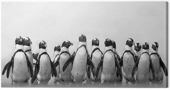 Canvas-taulu Marina Cano - Cape Town Penguins