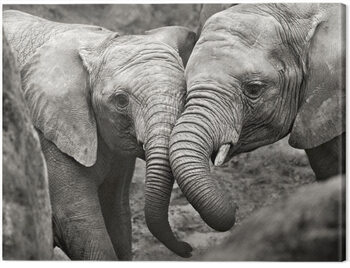 Canvas-taulu Marina Cano - Elephants in Love