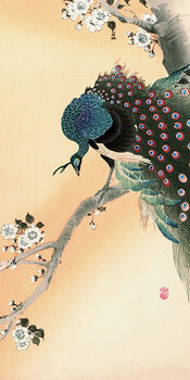 Canvas-taulu Ohara Koson - Peacock on a Cherry Blossom Tree