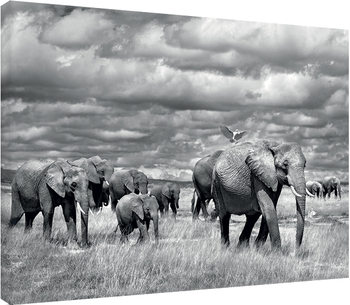 Marina Cano - Elephants of Kenya Canvas-taulu