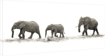 Mario Moreno - The Elehants Canvas-taulu