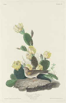 Canvas-taulu Bay-winged Bunting, 1830