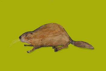 Canvas-taulu Beaver
