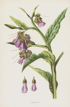 Canvas-taulu Comfrey