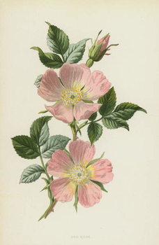 Canvas-taulu Dog-Rose