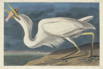 Canvas-taulu Great White Heron, 1835