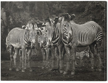 Canvas-taulu Marina Cano - Zebras