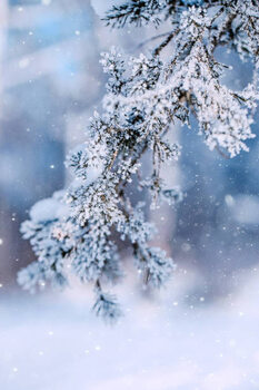 Αυτοκόλλητο Christmas Tree Branches on Frost Forest