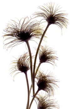 Принти на полотні Clematis Buds, 2010,