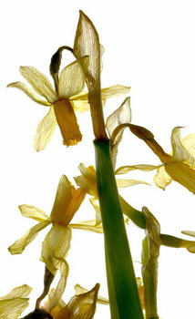 Принти на полотні Daffodil Stand