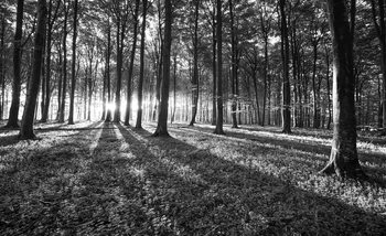 Papel de parede Forest Trees Beam Light Nature