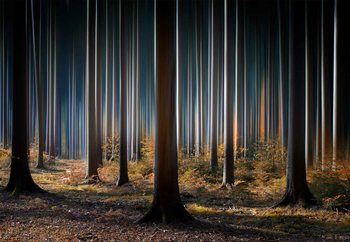 Papel de parede Mystic Wood