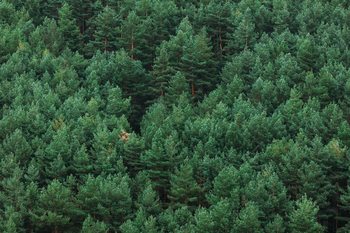 Papel de parede Random woods