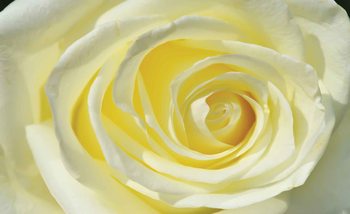 Papel de parede Rose Flower White Yellow