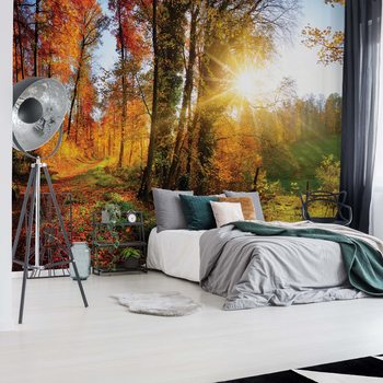 Papel de parede Sunrise In Autumn Forest