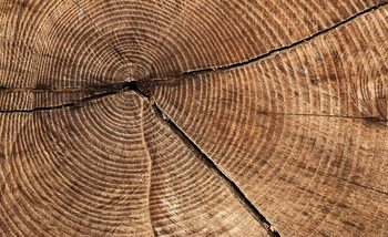 Papel de parede Tree Stump Rings