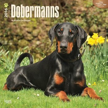 Calendar 2021 Dobermanns