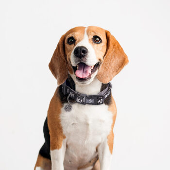 Dog collar ACDC