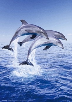 3D Αφίσα Dolphin trio