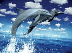 Dolphins leap - плакат (poster)