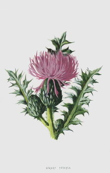 Принти на полотні Dwarf Thistle