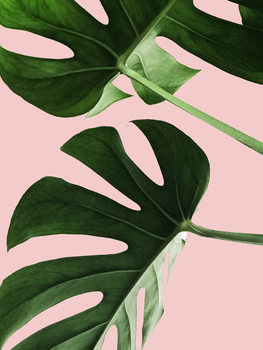Kuva Pink palm