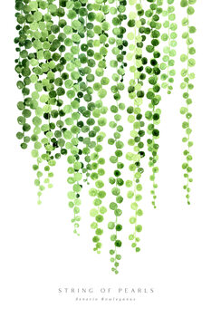 Kuva Watercolor string of pearls illustration