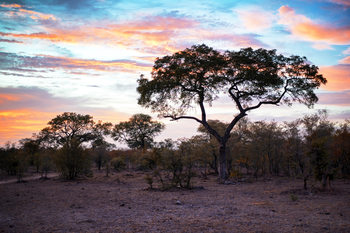 Eksklusiiviset taidevalokuvat African Landscape