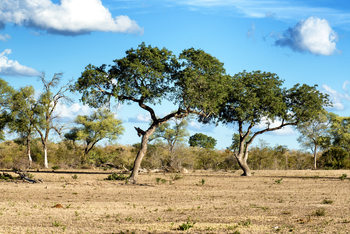 Eksklusiiviset taidevalokuvat Savannah Landscape