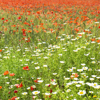 Eksklusiiviset taidevalokuvat Spring Flowers