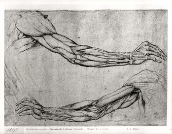 Study of Arms Taidejuliste