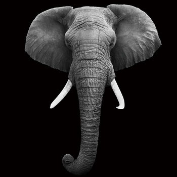 Γυάλινη τέχνη Elephant - Head b&w